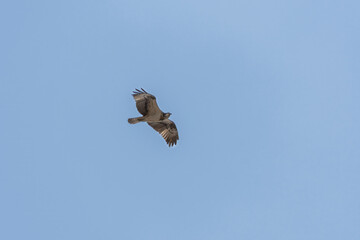Osprey in flight with a blue sky background
