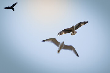 Osprey in flight with a blue sky background