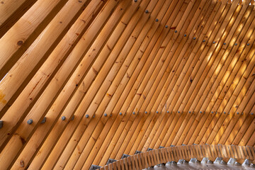 autumn trees with vibrant foliage in sunlight.
