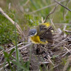 Beautiful bird in its natural habitat