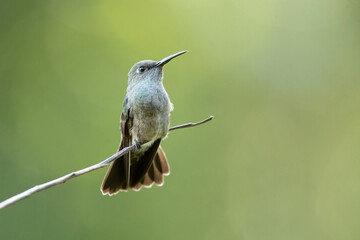 The sombre hummingbird (Eupetomena cirrochloris) is a species of hummingbird in the 