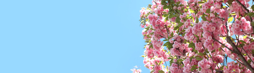 Sakura in full bloom against the sky. Beautiful pink sakura flowers. Flowers close-up. Spring background. Blossoming sakura in the park. Banner with copy space