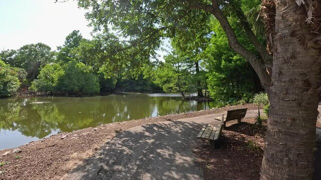 footage of a gorgeous landscape with a pond, lush green palm trees and plants at the Audubon Zoo in New Orleans Louisiana USA