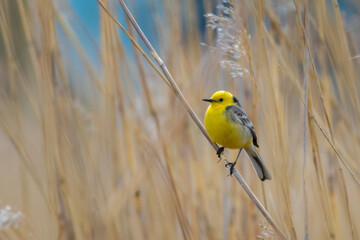Male Citrine wagtail in full adult colors sitting