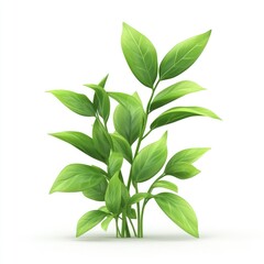 Lush green leaves cluster against a white backdrop.