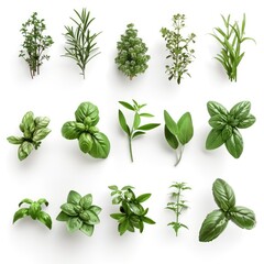 Obraz premium Fresh herbs arranged in a grid pattern, showcasing diverse culinary greens.