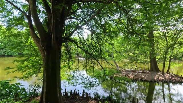 footage of a gorgeous landscape with a pond, lush green palm trees and plants at the Audubon Zoo in New Orleans Louisiana USA