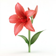 Vibrant red amaryllis flower, isolated against white.