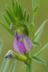 Obraz premium Closeup on a climbing plant, common vetch, Vicia sativa and it's purple flower