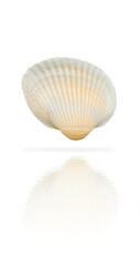 Seashell isolated on white background with soft reflection in water. Natural marine element perfect for beach, summer, or coastal-themed designs.