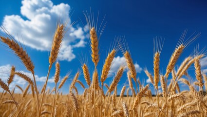 Fototapeta premium Vibrant golden wheat field under a bright blue sky with fluffy clouds in a rural landscape