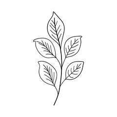 Botanical Leaf. Hand-drawn botanical leaf illustration with elegant line details, perfect for minimalistic nature-themed designs, tattoos, or herbal packaging.
