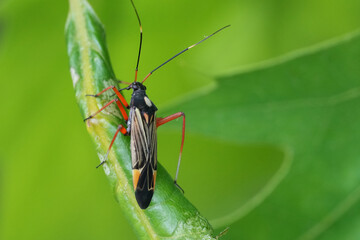 Closeup on the colorful Fine Streaked Bugkin shield bug, Miris striatus on a green oak leaf