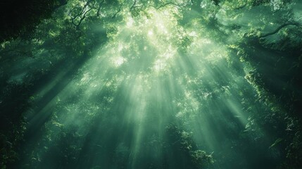 Fototapeta premium Sunbeams through forest canopy, nature scene
