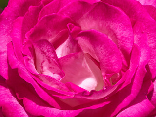 都心散歩　七色の薔薇たち