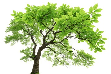 Fototapeta premium Vibrant Green Tree Branch With Leaves on White Background AI Art