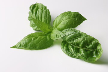 Fresh Green Basil leaves on white background