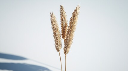 Wheat stalks, light background, minimal design,  food product packaging
