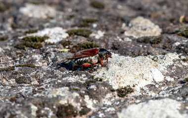 A Common Cockchafer (Melolontha melolontha) also known as a May bug or Doodlebug.