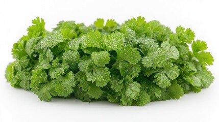 Fototapeta premium Fresh cilantro bunch with water droplets on white background.