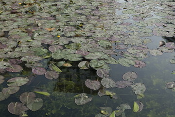 nénuphars dans l'étang