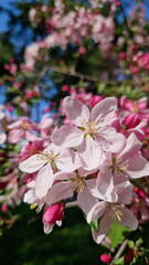 Beautiful pink flowers of ornamental apple tree. Flowers close-up. Spring background. Blooming apple tree in the park. Peaceful nature background. Apple tree in full bloom
