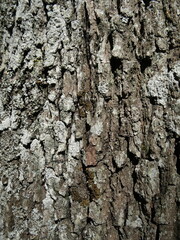 tree bark texture