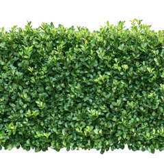 Fototapeta premium A dense green hedge isolated against black space