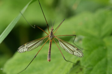 Closeup on the Black-striped Cranefly, Tipula vernalis