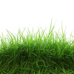 Fototapeta premium A patch of green grass against black background