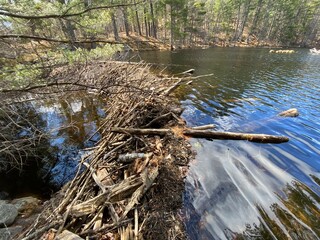 Very large dam built by beavers on a river in Canada - Très grand barrage construit par les castors sur une rivière au canada