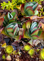 succulent plants in the garden