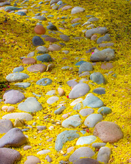rock stream with fallen yellow flowers