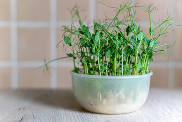Fresh microgreens peas in a bowl.