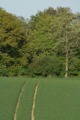 Farm vehicle track in a green field on the edge of a forest - Trace de véhicules agricole dans un champ verdoyant en lisière de forêt