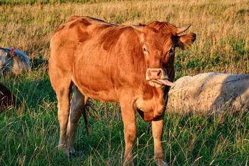 Kuhherde, lustige Kuh leckt ihr Maul, auf der Weide