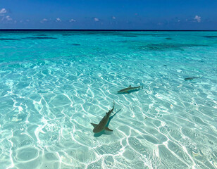 A sparkling Maldivian lagoon with baby reef sharks swimming near the shore.