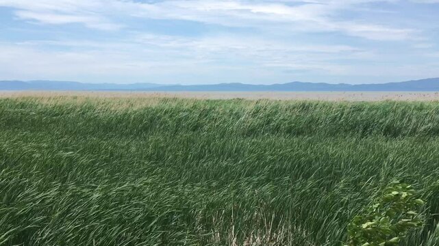 Windswept seaside landscape of tall grasses - Paysage d'herbes hautes en bord de mer balay&eacute; par les vents