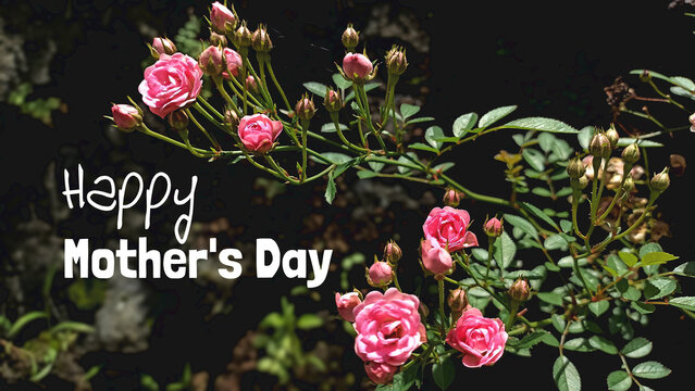 Mother's Day card with text greeting on natural nature background of small pink rose plant. Happy Mother's Day with roses flower grow on tree.