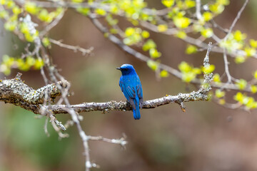 Obraz premium 枝にとまるオオルリ