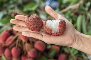 Ripe lychee fruits on hand.