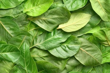 Lush green leaves densely packed together, various shades