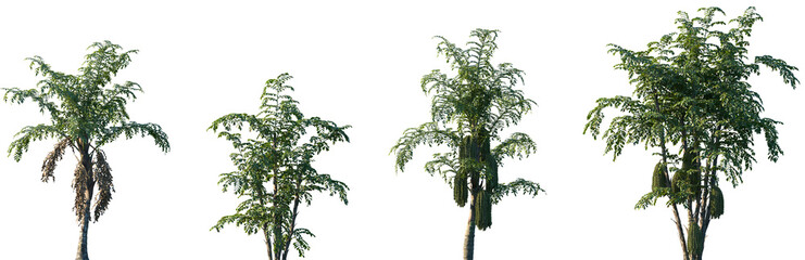 Set of Caryota urens and Caryota mitis frontal palms set isolated png on a transparent background...