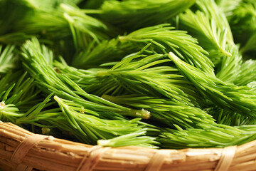 Closeup of young spruce tree tips harvested in spring in a wicker basket - ingredient for herbal...