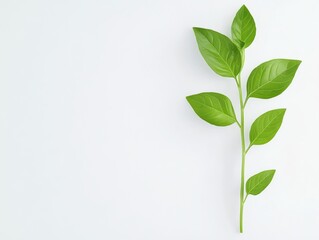 Obraz premium Fresh green leaves on white background