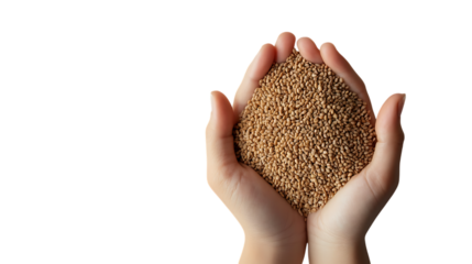 Teff Grains with Light Brown Texture, transparent Background, Natural Soft Light