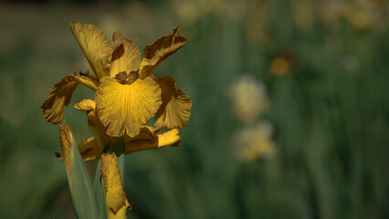 Yellow iris in the morning sun. 