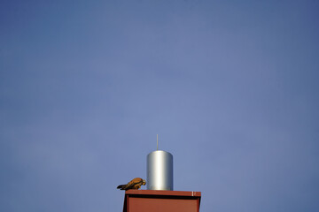 A young kestrel sits on a chimney