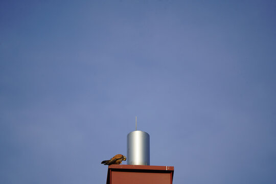 A young kestrel sits on a chimney