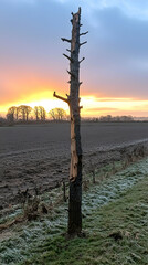 Obraz premium Sunrise over farmland, dead tree silhouette, frosty grass, peaceful dawn scene; perfect for nature, landscape, or environmental themes
